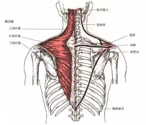 西安画美—肉毒素瘦肩肌,轻松驾驭露肩装